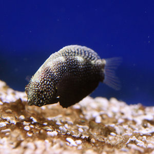 Black Leopard Wrasse