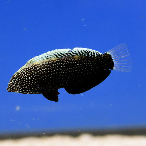 Black Leopard Wrasse