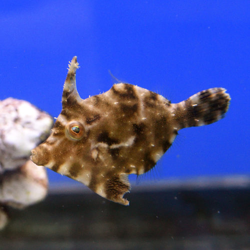 Aiptasia Eating Filefish