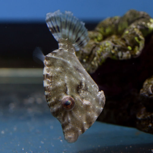 Aiptasia Eating Filefish