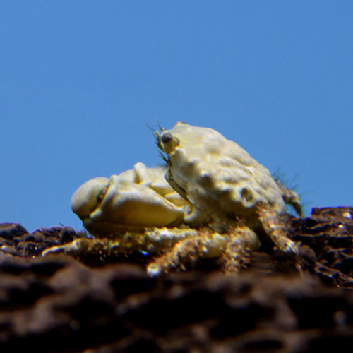 Emerald Crab