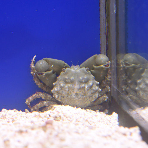 Emerald Crab