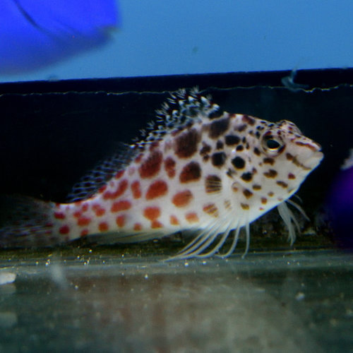 Pixy Hawkfish Pixy Hawkfish
