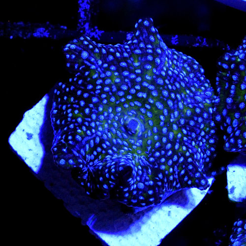 *CORAL* Blue Spot Disco Mushroom *CORAL* Blue Spot Disco Mushroom