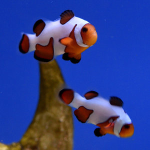 Davinci Extreme Clownfish