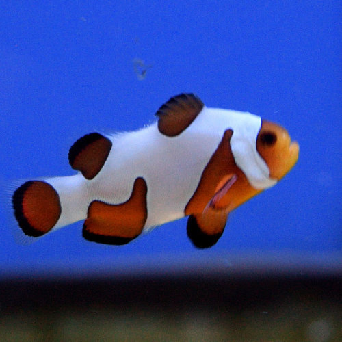 Davinci Extreme Clownfish