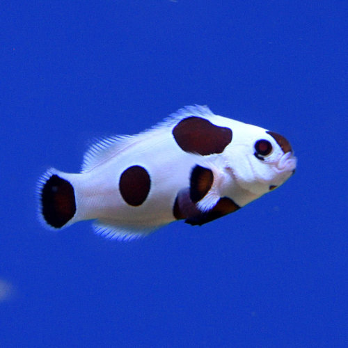 Mocha Storm Clownfish Mocha Storm Clownfish