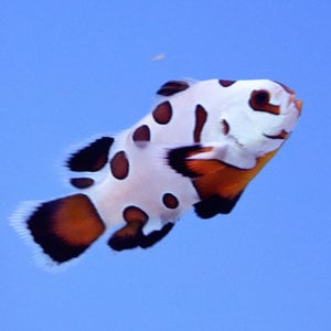 Mocha Storm Longfin Clownfish