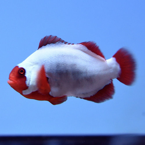 Thunder Maroon Clownfish Thunder Maroon Clownfish