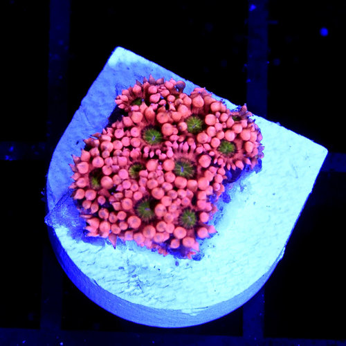*CORAL* Holy Schmoly Goniopora *CORAL* Holy Schmoly Goniopora