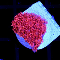 Flaming Goniopora