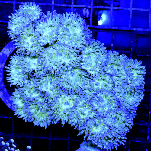 *WYSIWYG CORAL* Green Duncan WYSIWYG *WYSIWYG CORAL* Green Duncan WYSIWYG