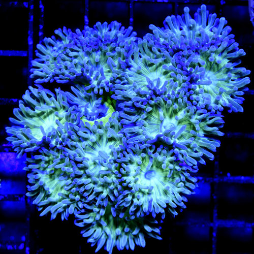 *CORAL* Green Duncan L *CORAL* Green Duncan L