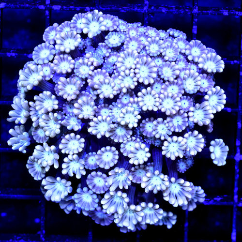 *WYSIWYG CORAL* Hot Pink Alveopora WYSIWYG *WYSIWYG CORAL* Hot Pink Alveopora WYSIWYG