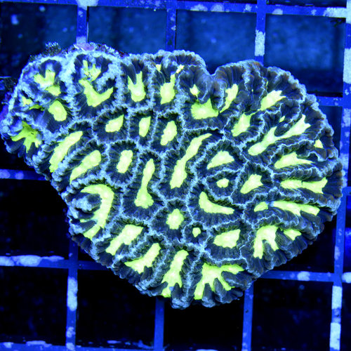 *WYSIWYG CORAL* Laser Lemon Favites *WYSIWYG CORAL* Laser Lemon Favites