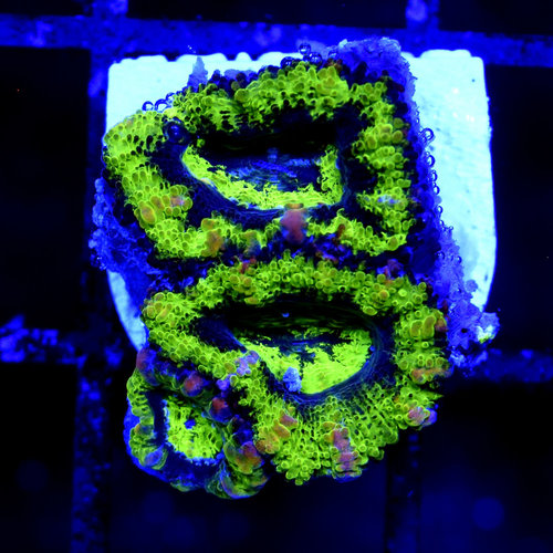 *CORAL* UFO Acan S *CORAL* UFO Acan S