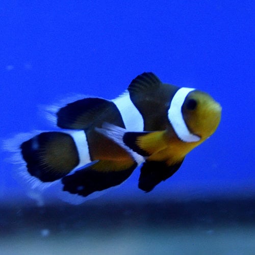 Mocha Longfin Clownfish