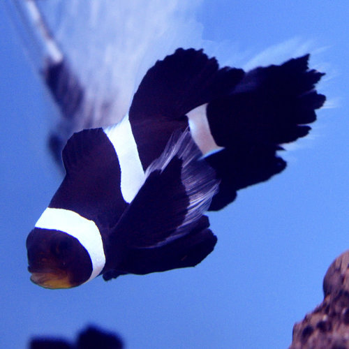 Black Ocellaris Misbar Longfin Clownfish