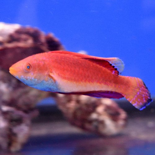 Sailfin Wrasse