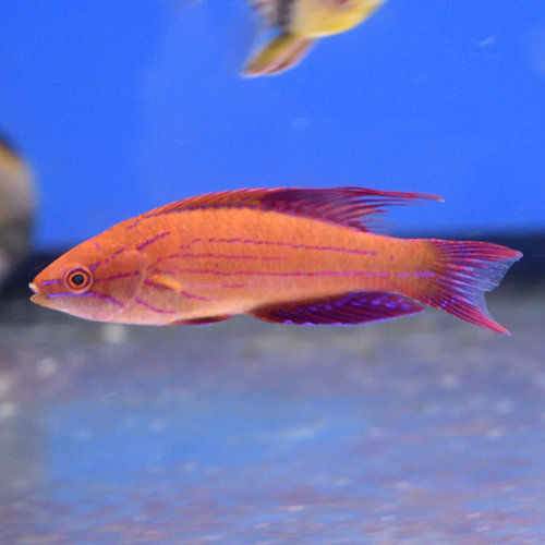 Blue Flasher Wrasse