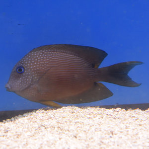 Red Stripe Bristletooth Tang