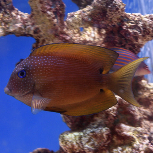 Red Stripe Bristletooth Tang