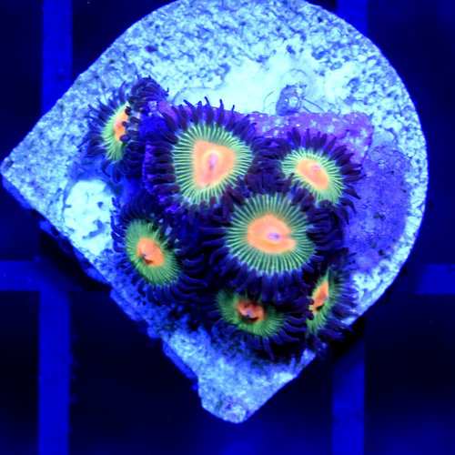*CORAL* Green Bay Packer Zoanthid *CORAL* Green Bay Packer Zoanthid