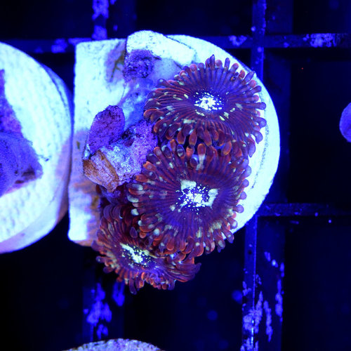 *CORAL* Magician Palythoa *CORAL* Magician Palythoa
