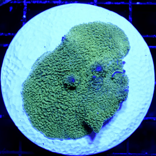 *CORAL* Green Elephant Ear Mushroom *CORAL* Green Elephant Ear Mushroom