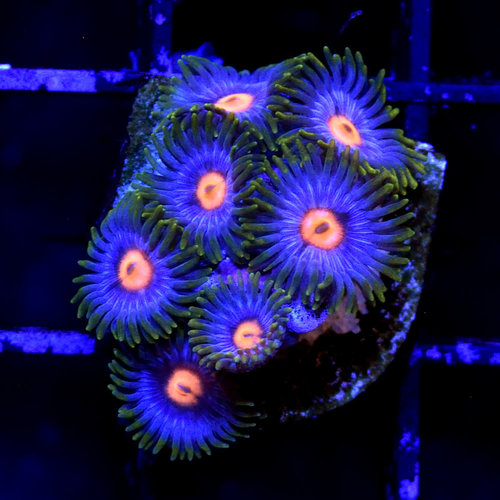 *CORAL* Blow Pop Zoanthid *CORAL* Blow Pop Zoanthid