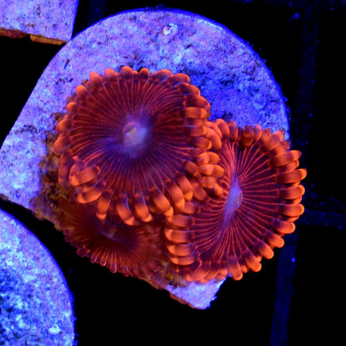 *CORAL* Diablo Palythoa *CORAL* Diablo Palythoa