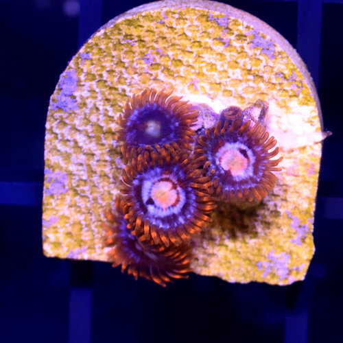 *CORAL* Fire & Ice Zoanthid