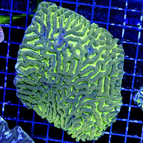 *CORAL WYSIWYG* Kryptonite Maze Brain *CORAL WYSIWYG* Kryptonite Maze Brain