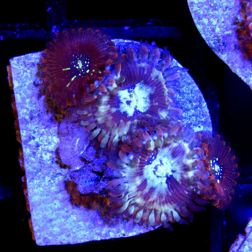 *CORAL* Magician Morph Palythoa *CORAL* Magician Morph Palythoa