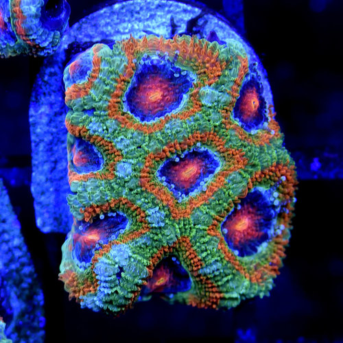 *CORAL* Green Devil Acanthastrea *CORAL* Green Devil Acanthastrea