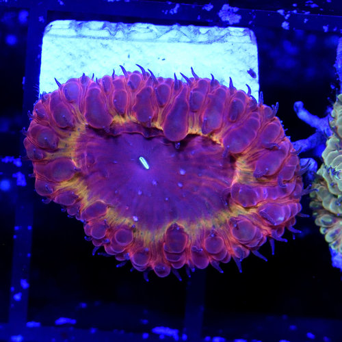 *CORAL* Iron Man Blastomussa
