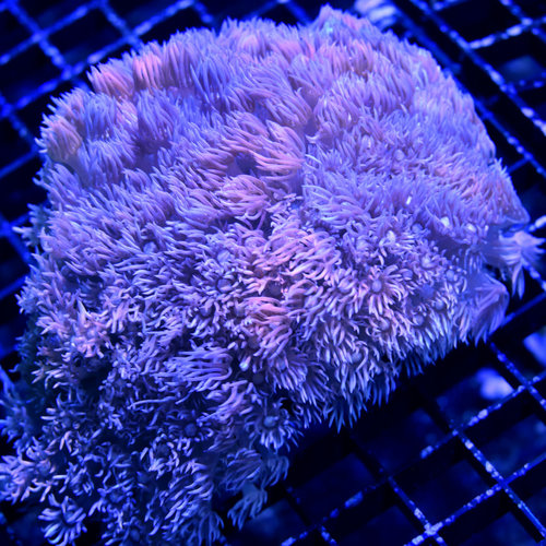 *WYSIWYG CORAL* ■Purple Goniopora *WYSIWYG CORAL* ■Purple Goniopora