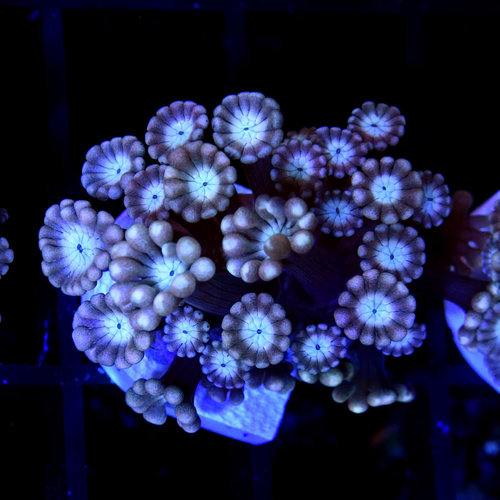 *CORAL* Hot Pink Alveopora S *CORAL* Hot Pink Alveopora S