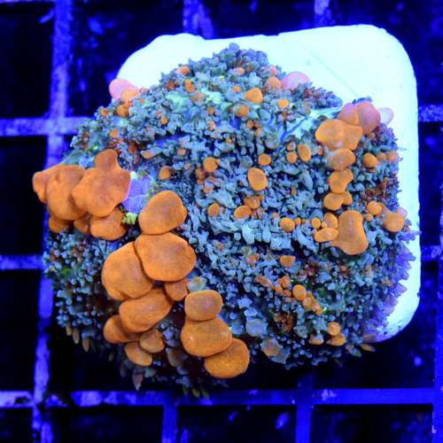 *WYSIWYG CORAL* Sunkist Bounce Mushroom XL WYSIWYG *WYSIWYG CORAL* Sunkist Bounce Mushroom XL WYSIWYG