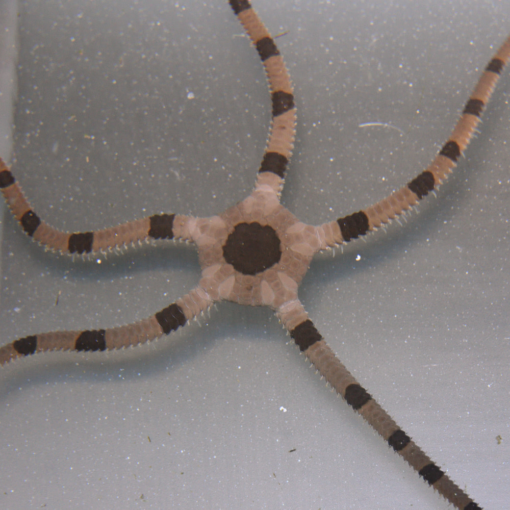 Banded Brittle Starfish Bayside Corals