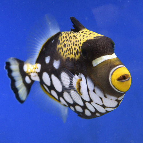 Clown Triggerfish Clown Triggerfish