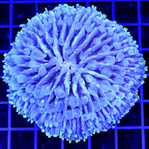 *WYSIWYG CORAL* Ultra Fat Tentacle Fungia Plate *WYSIWYG CORAL* Ultra Fat Tentacle Fungia Plate