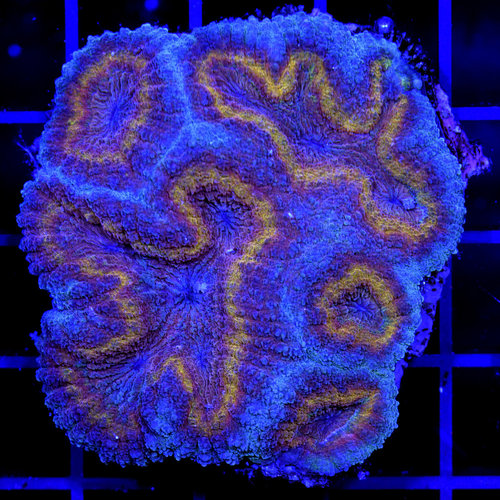 *WYSIWYG CORAL* Saturn's Rings Symphyllia WYSIWYG *WYSIWYG CORAL* Saturn's Rings Symphyllia WYSIWYG