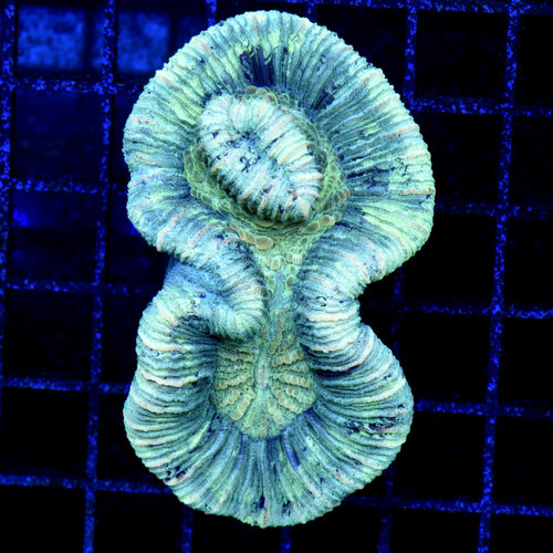 *WYSIWYG CORAL* Green on Green Trachy WYSIWYG *WYSIWYG CORAL* Green on Green Trachy WYSIWYG