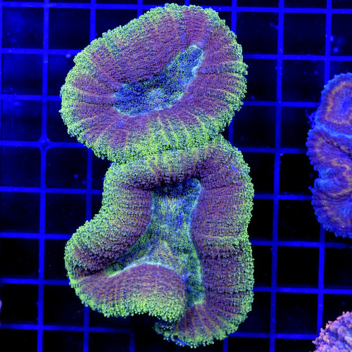 *WYSIWYG CORAL* Green & Red Symphyllia *WYSIWYG CORAL* Green & Red Symphyllia