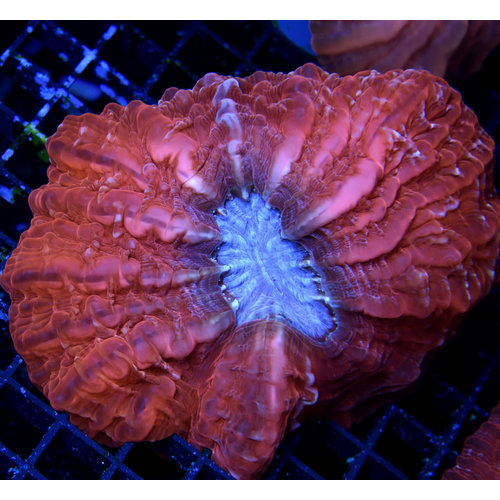 *WYSIWYG CORAL* Burning Desire Cat's Eye *WYSIWYG CORAL* Burning Desire Cat's Eye