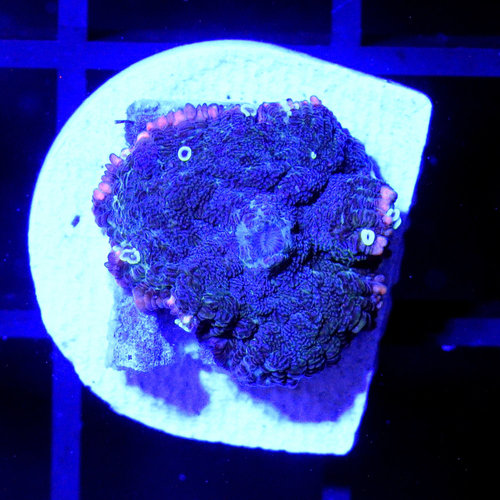 *CORAL* Forest Fire Rhodactis Mushroom *CORAL* Forest Fire Rhodactis Mushroom