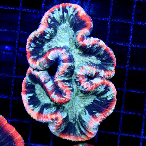 *WYSIWYG CORAL* Primo Red & Green Trachy WYSIWYG *WYSIWYG CORAL* Primo Red & Green Trachy WYSIWYG