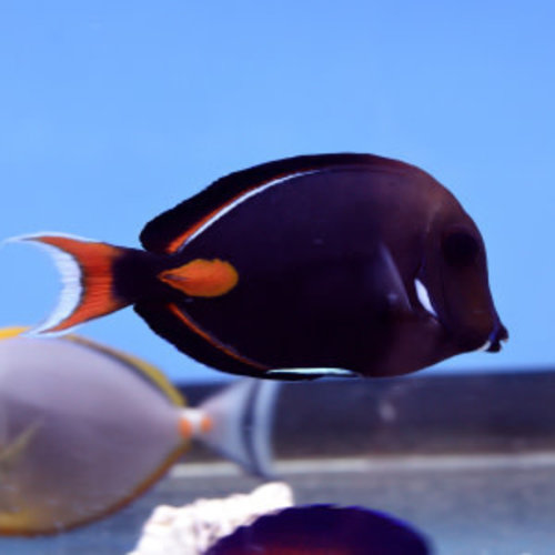 Achilles Tang Achilles Tang