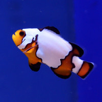 Black Ice Clownfish